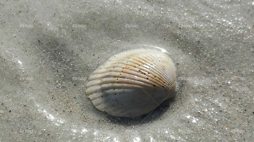 shell
