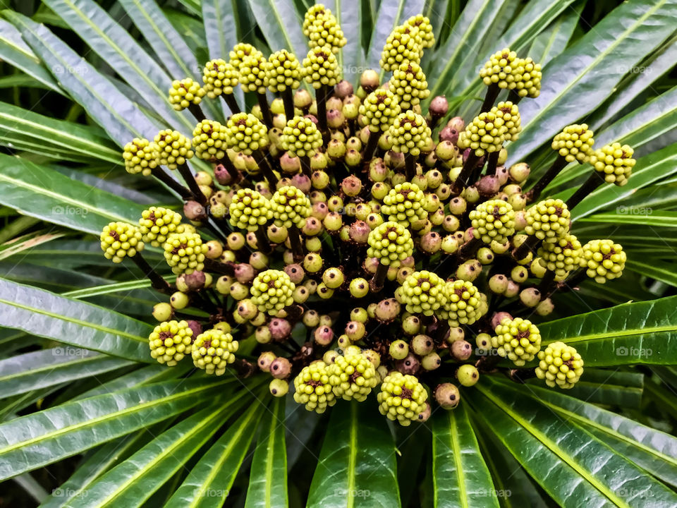 At Hawaii Tropical Botanical Garden