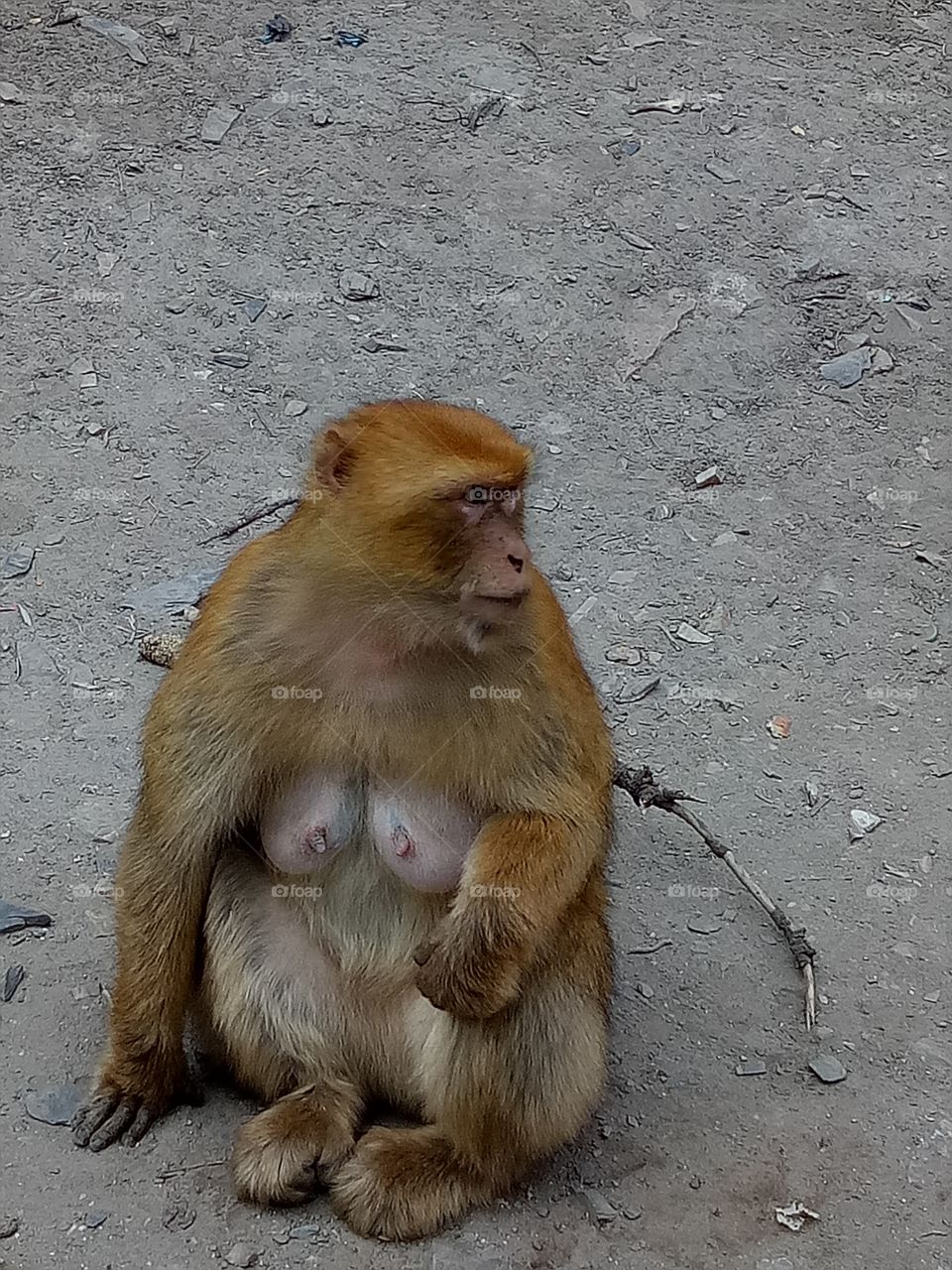 very cute funny monkey in the forest
