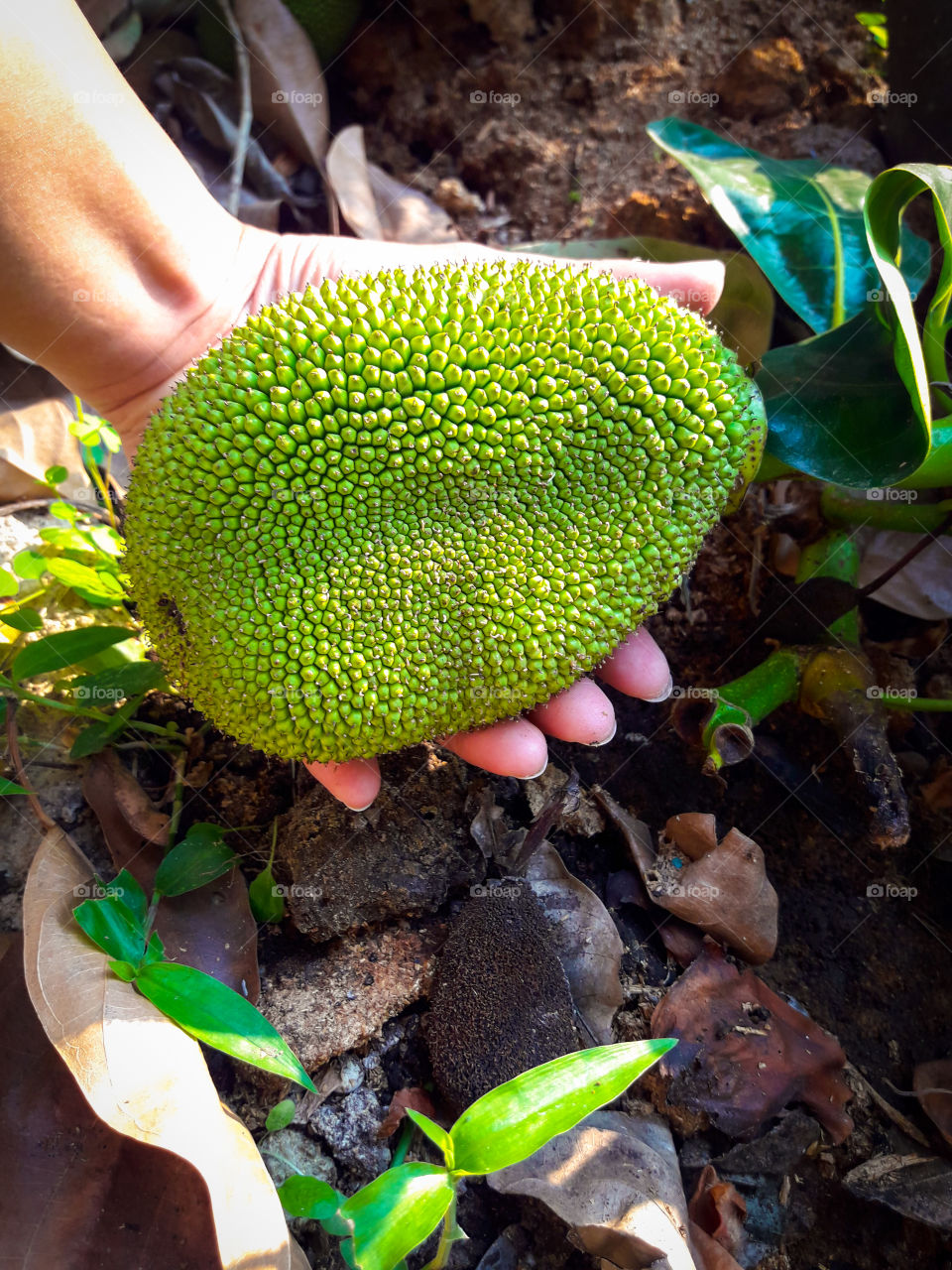 Holding jackfruit in my hand.