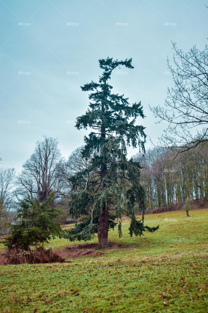 An evergreen tree in a winter park