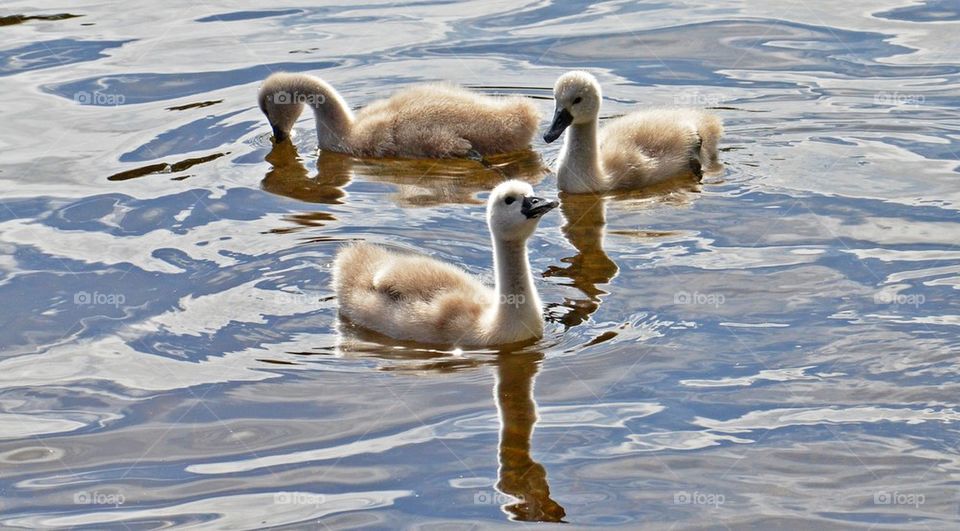 Swan youngsters