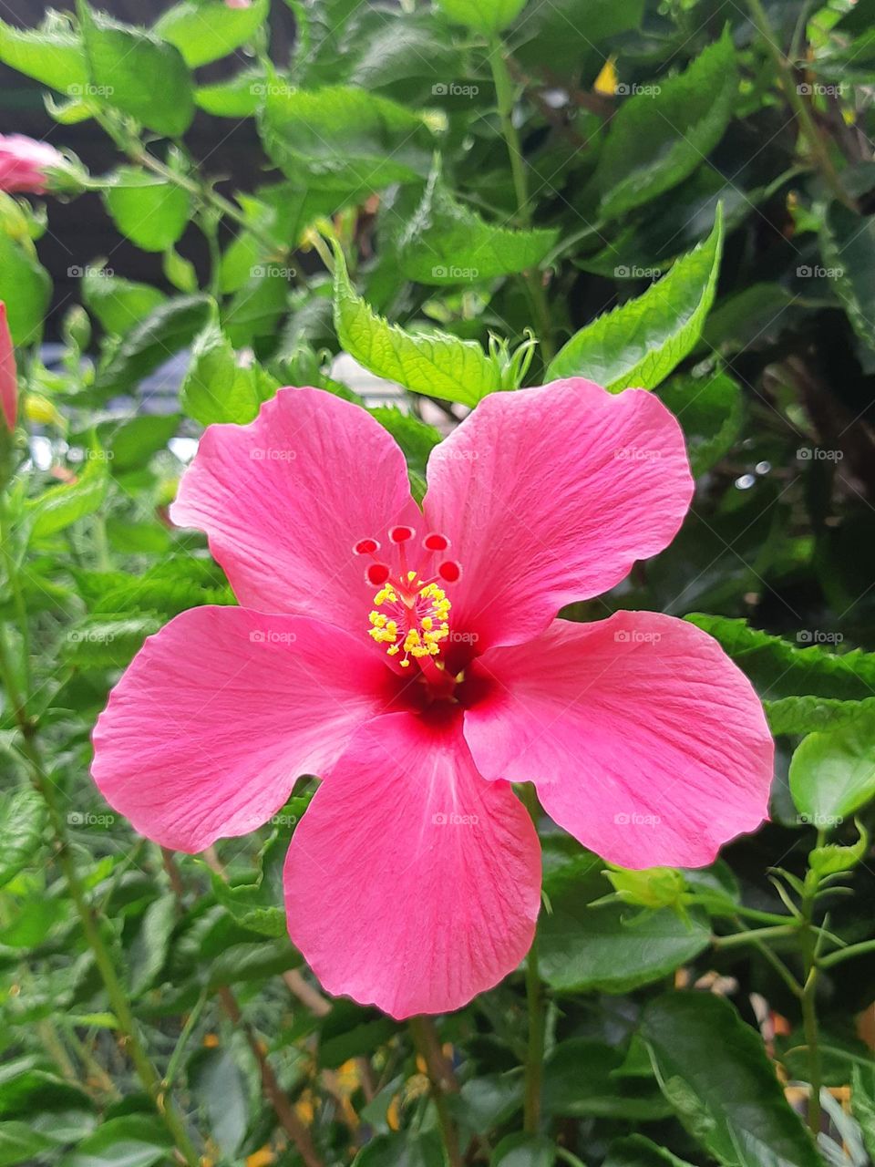 Close up the pink color of hibiscus flower surrounded by green leaves in the garden