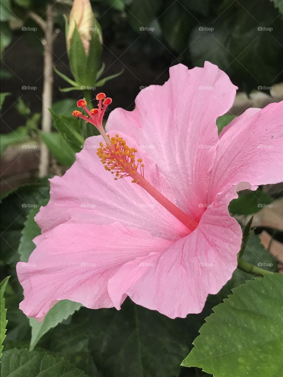 Flower, hibiscus 