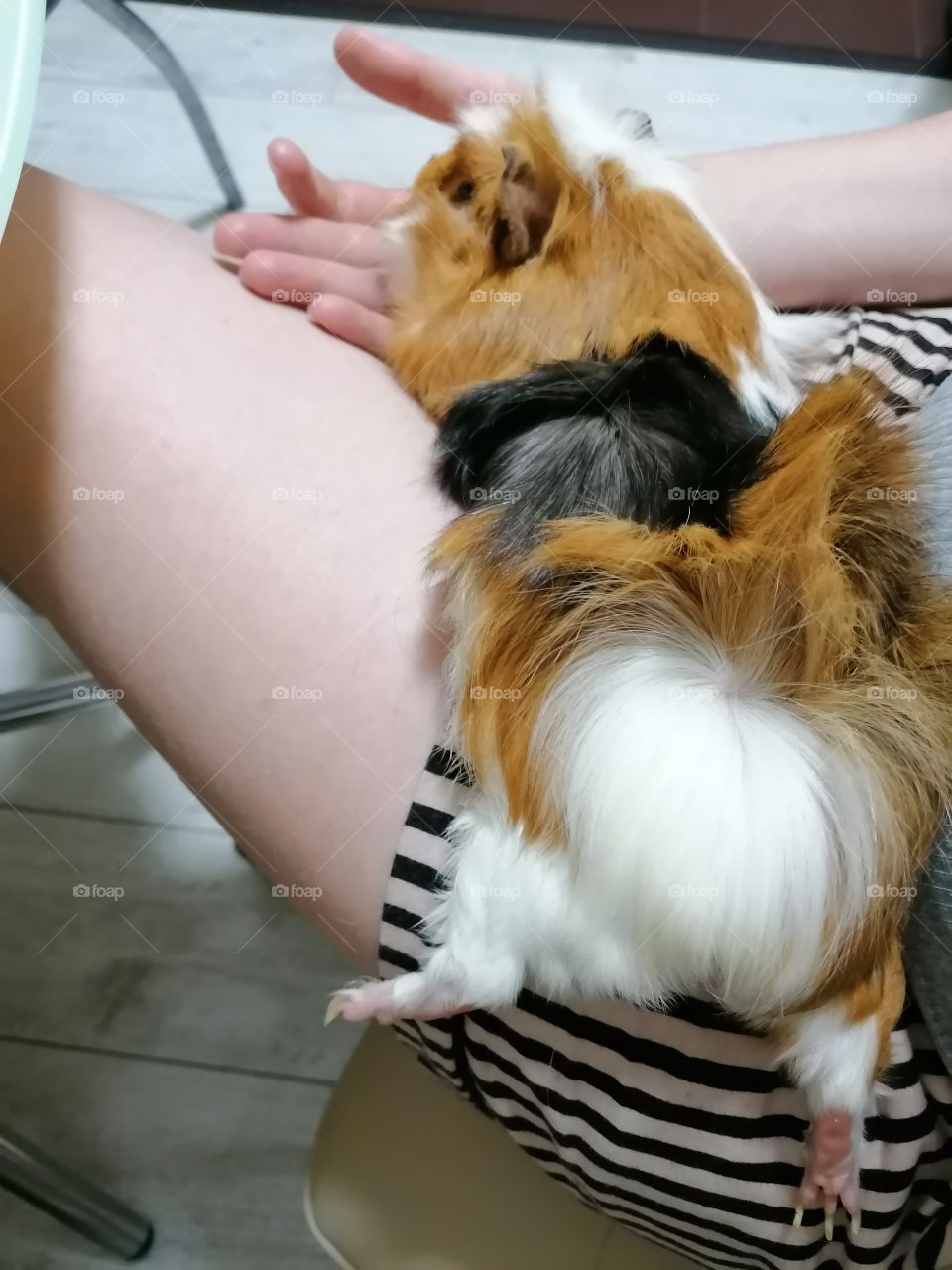 Our guinea pig often makes us smile, especially when he lies down in a funny pose.