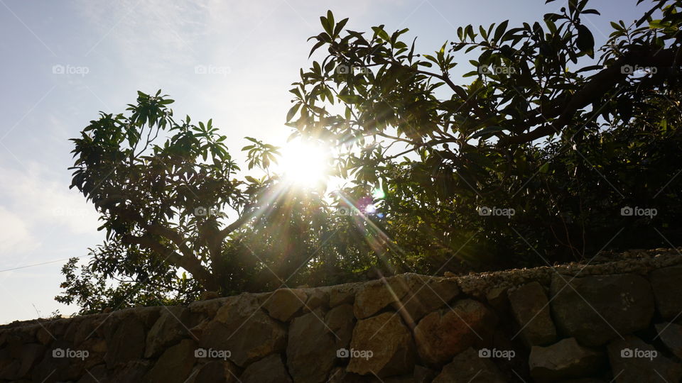 Sun#trees#nature#sky#leaves