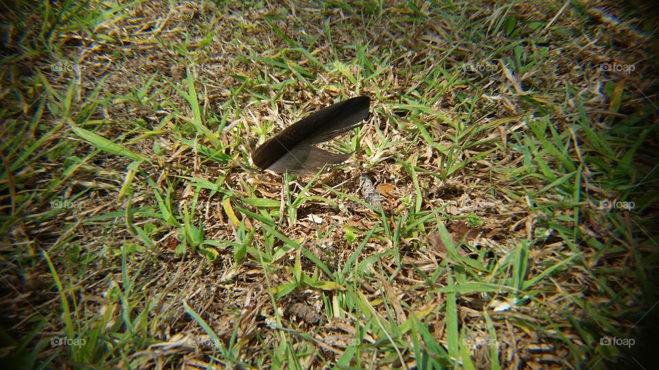 Feather in the grass