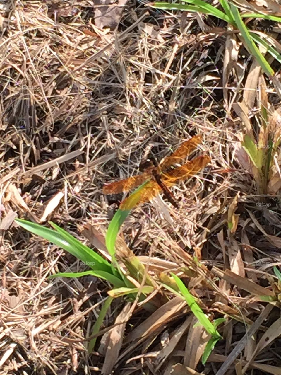Amber dragonfly. My back yard. Tiniest dragonfly I've ever seen. Translucent Amber colored wings. 