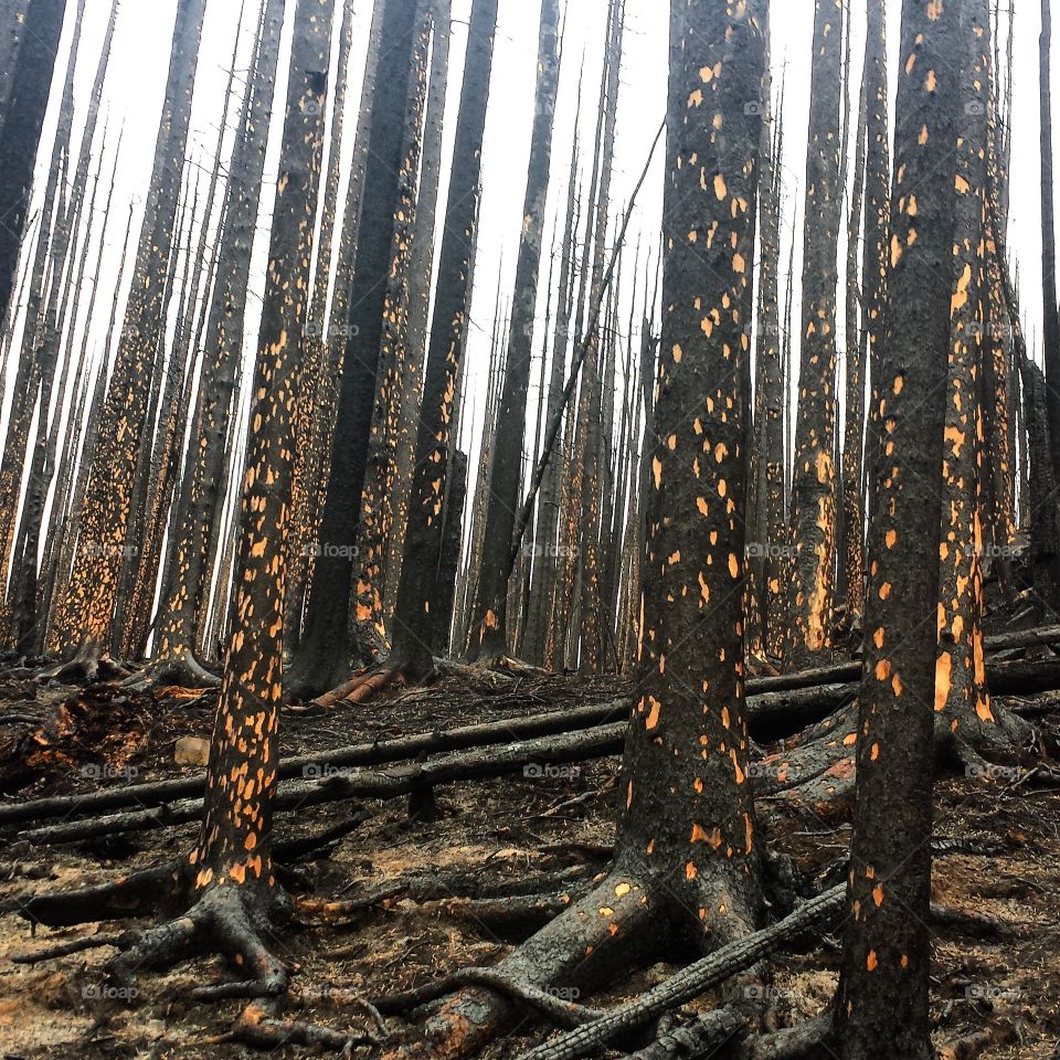 Forest Fire aftermath