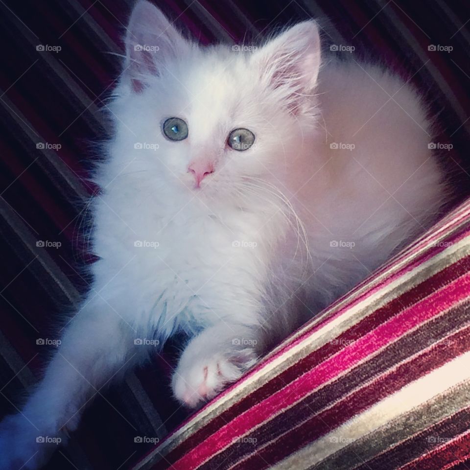 Gorgeous blue eyed Willow the kitten. Cheeky face who was hiding on the dining furniture. 