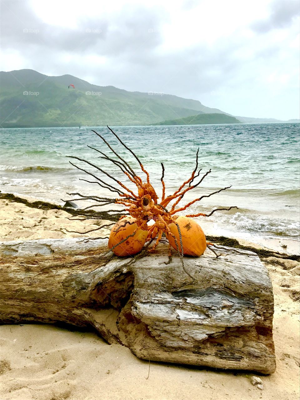 Coconuts fallen out of a palm tree at the Le Morne Beach on Mauritius Island Africa