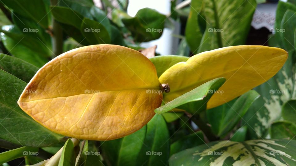 Verde e amarelo nas folhagens naturais.