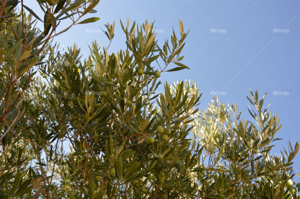 Olive tree