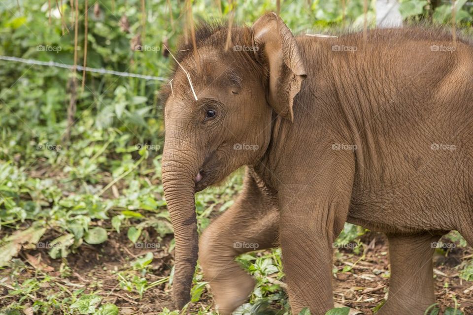 Baby elephant