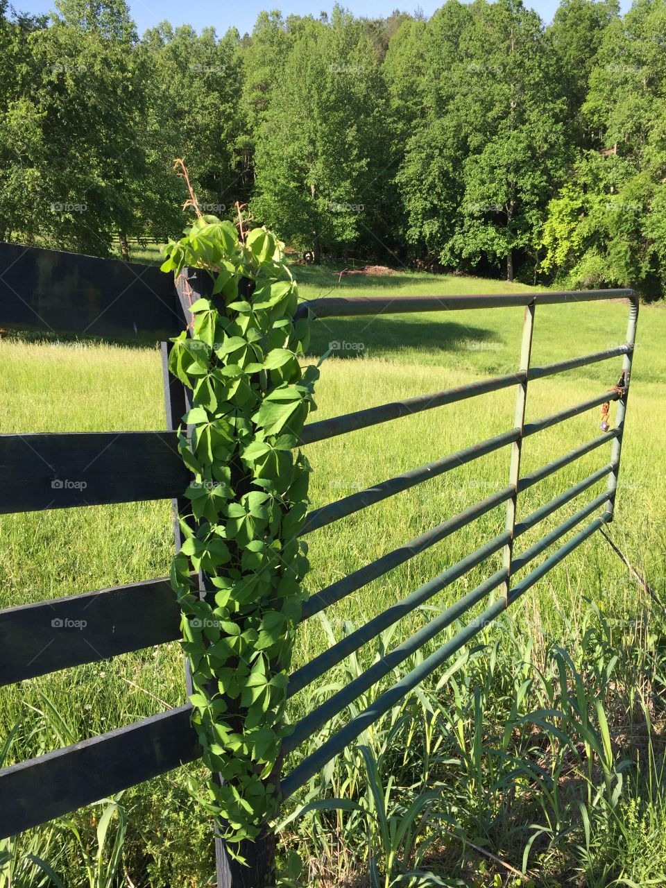 Vine growing on a Gate