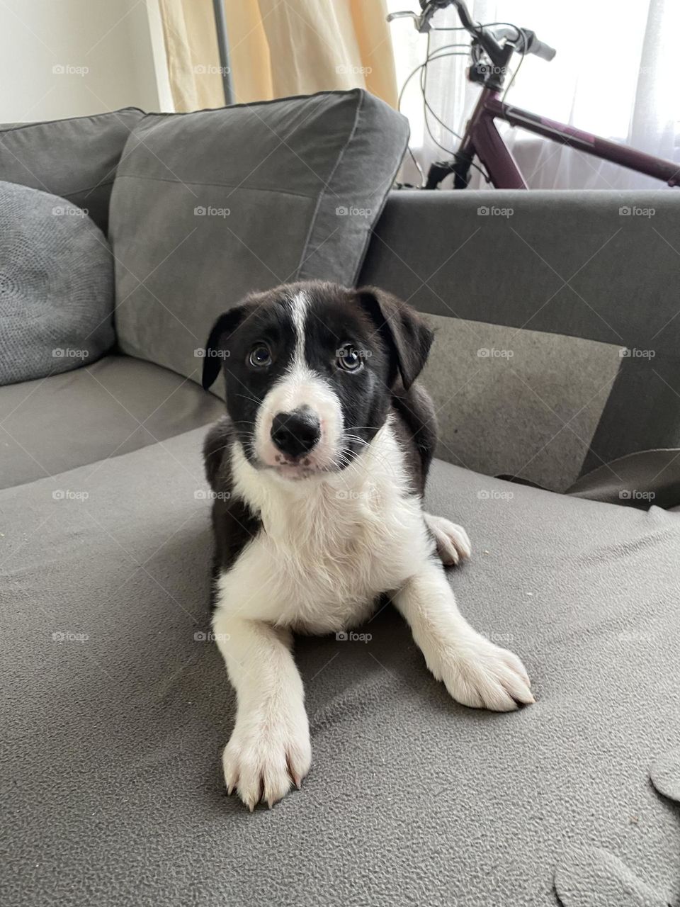 Black and white border collie puppy