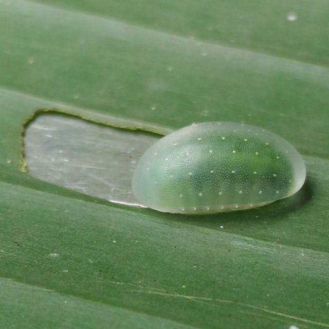 Very  beautiful   Green  colour  leaf  eating   creature.