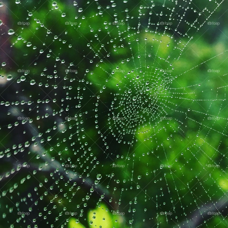Spiderweb, Spider, Cobweb, Web Together, Trap