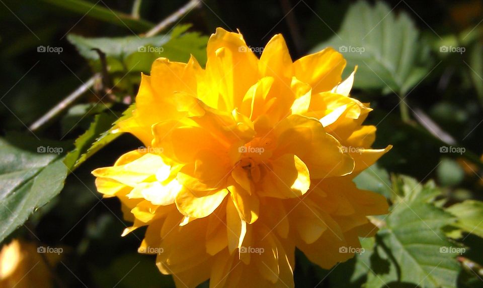 Yellow in Bloom. Bright Yellow Blossom