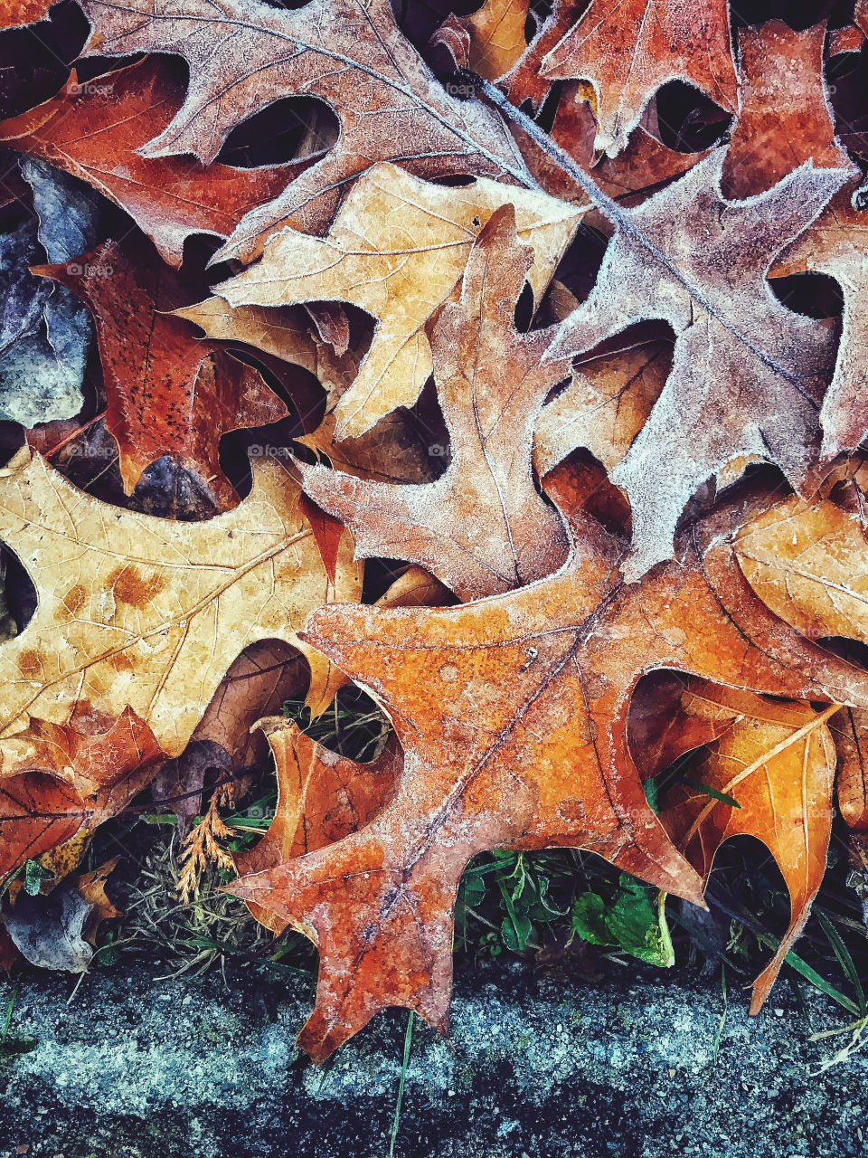 Frost covered fallen autumn leaves 