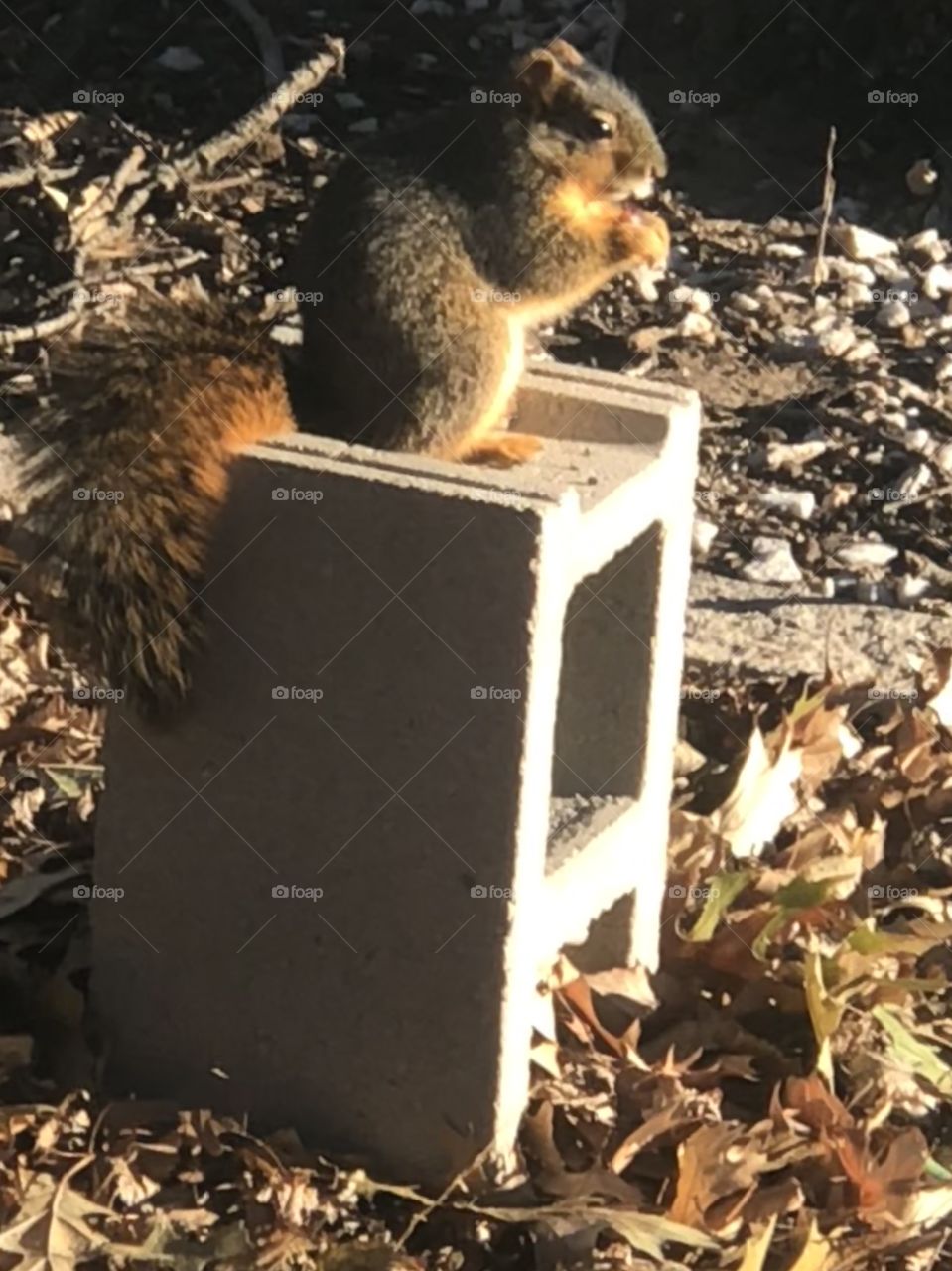 Squirrel eating on a nice winter day