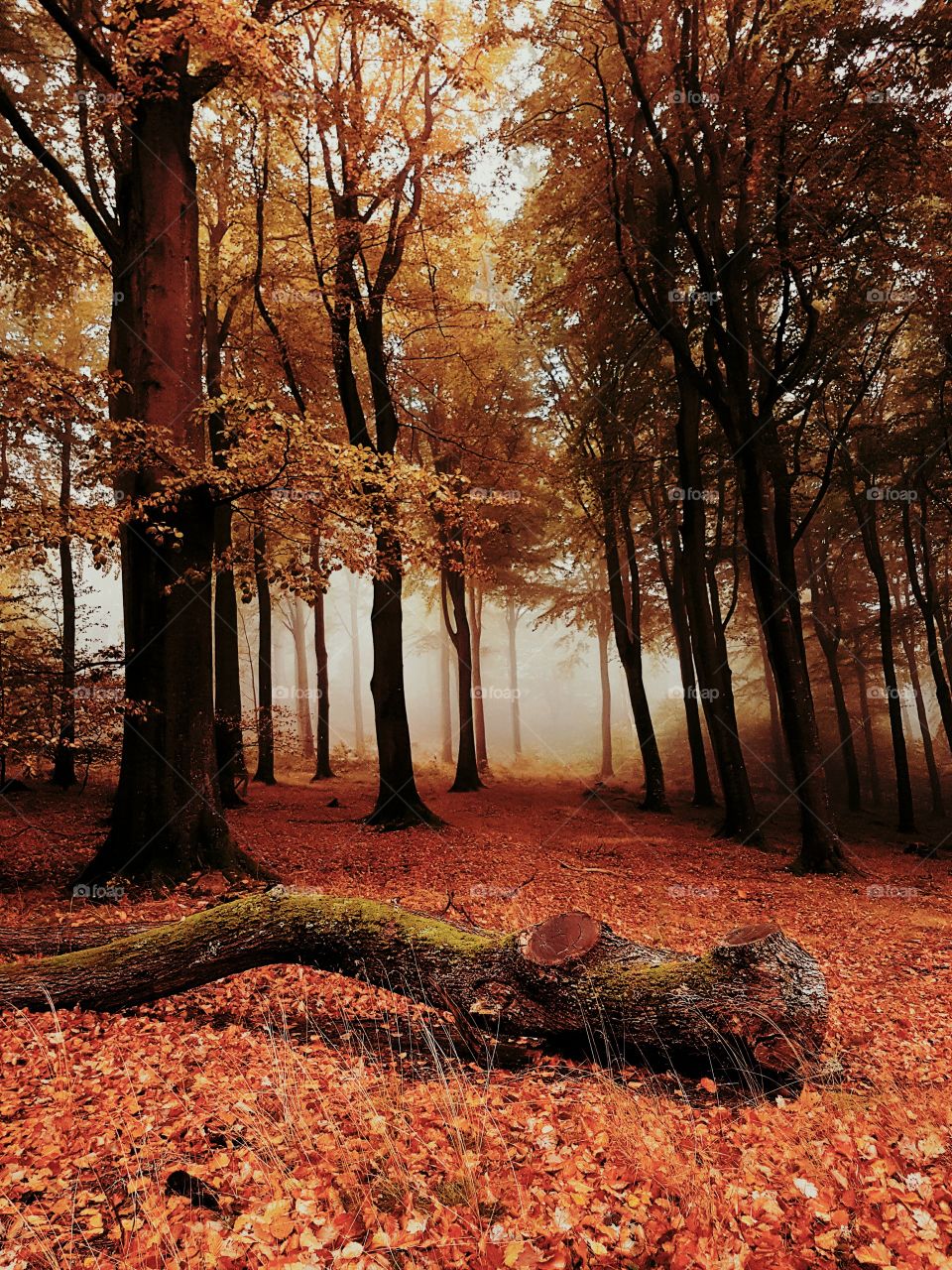 Foggy forrest in autumn
