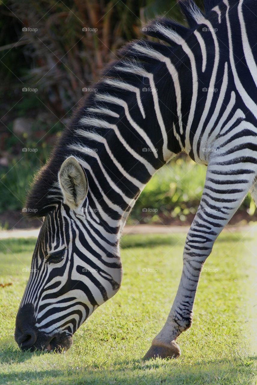 A close up shot of a zebra eating grass in Zimbabwe 