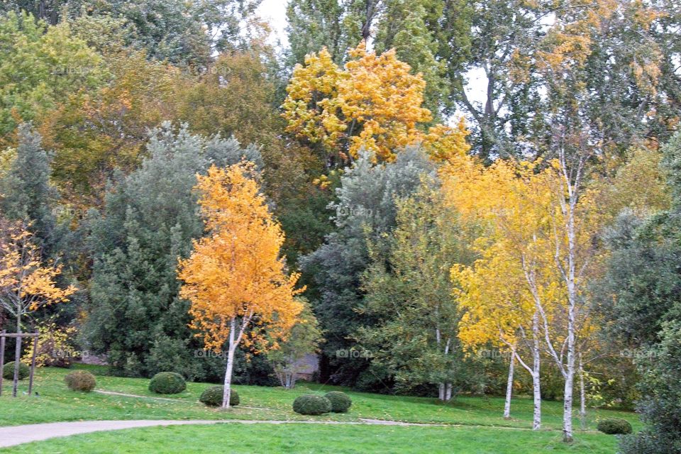 autumn tree in the park