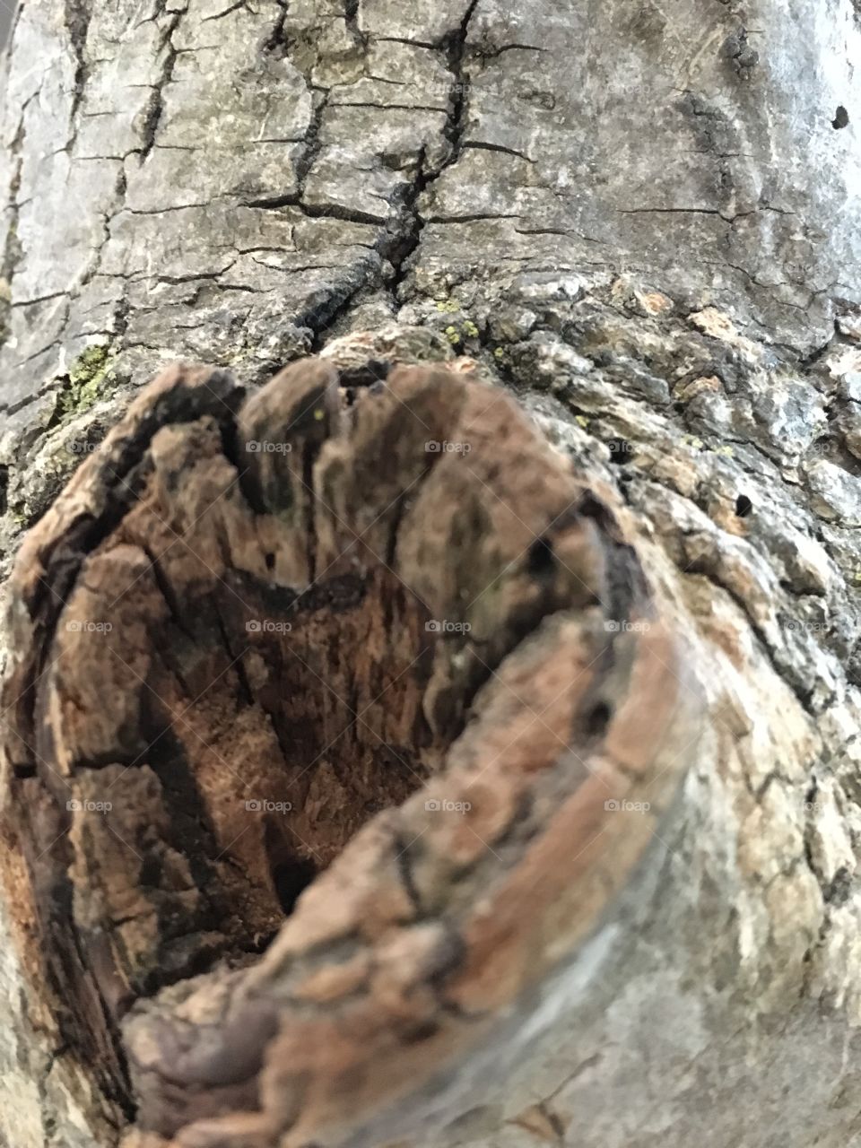 Close up of a tree