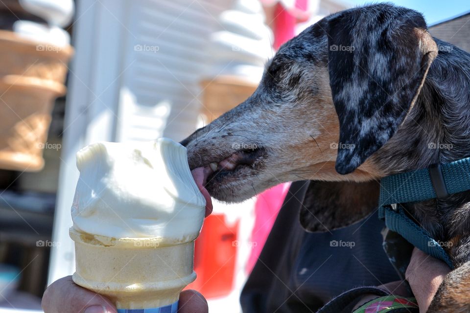 Dog eating ice cream cone