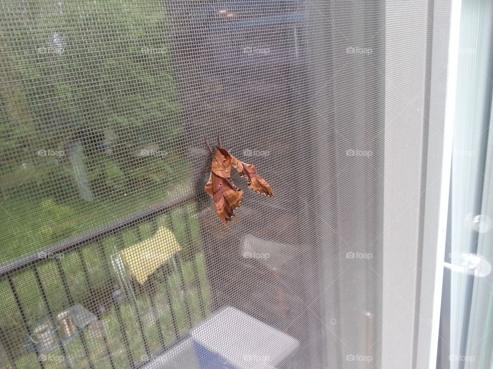 Moth on my door_2