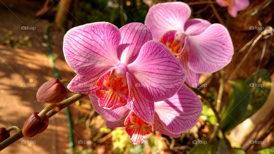 Você gosta de plantas?