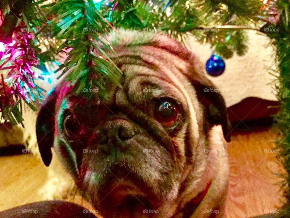 A home for
The holidays