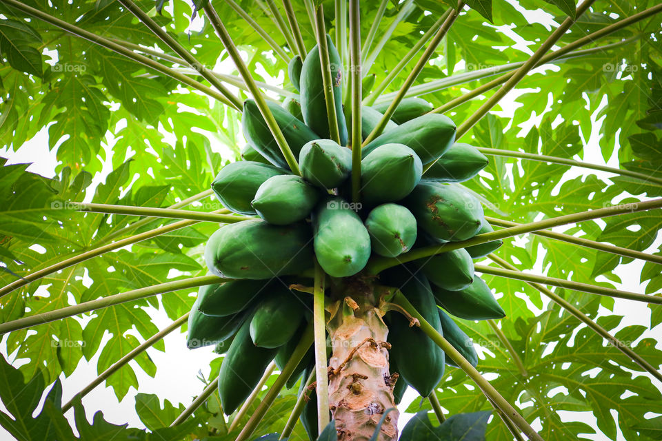 Papaya tree