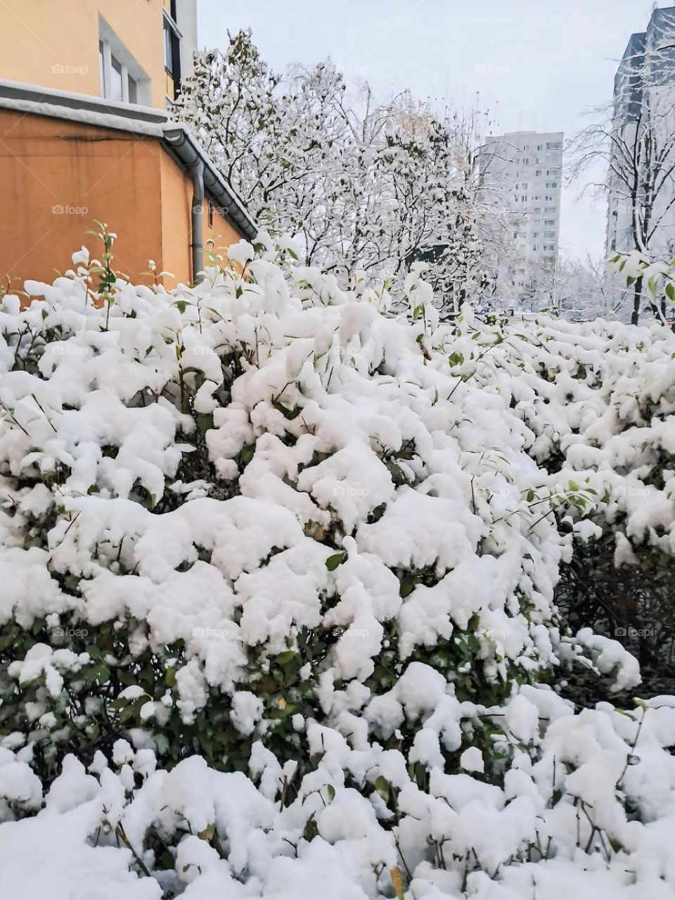 A peaceful courtyard transformed into a snowy paradise. The pristine white snow blankets the shrubs and trees, creating a serene and picturesque scene against the backdrop of warm-toned buildings