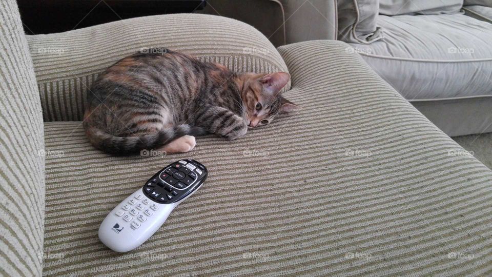 Kitten Sleeping on the Couch with Remote