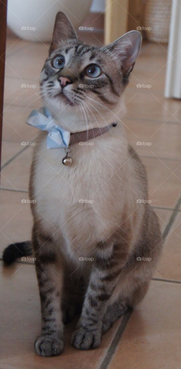 Cat wearing a bow tie