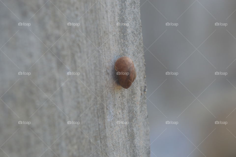 a mini snail stick on wall