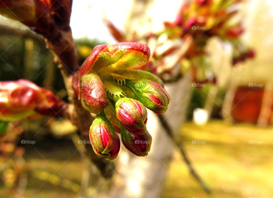 Close-up of flowers buds at day