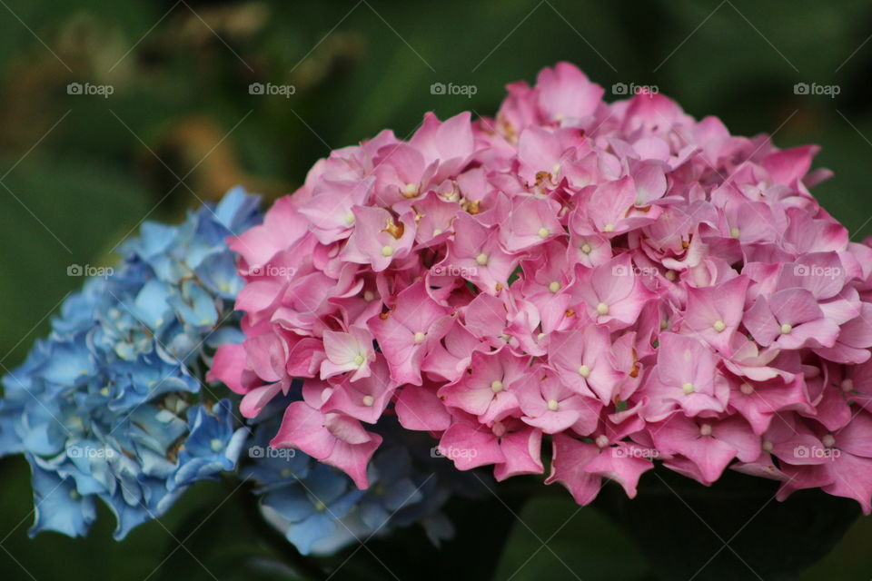 Flowers in the Shakespeare Garden . In the International Rose Test Garden,  Portland, Oregon. 
