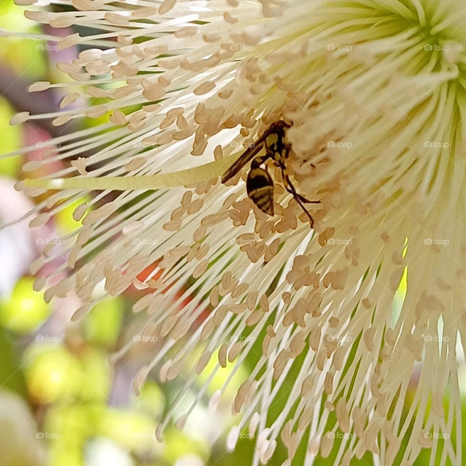 Bee pollinating