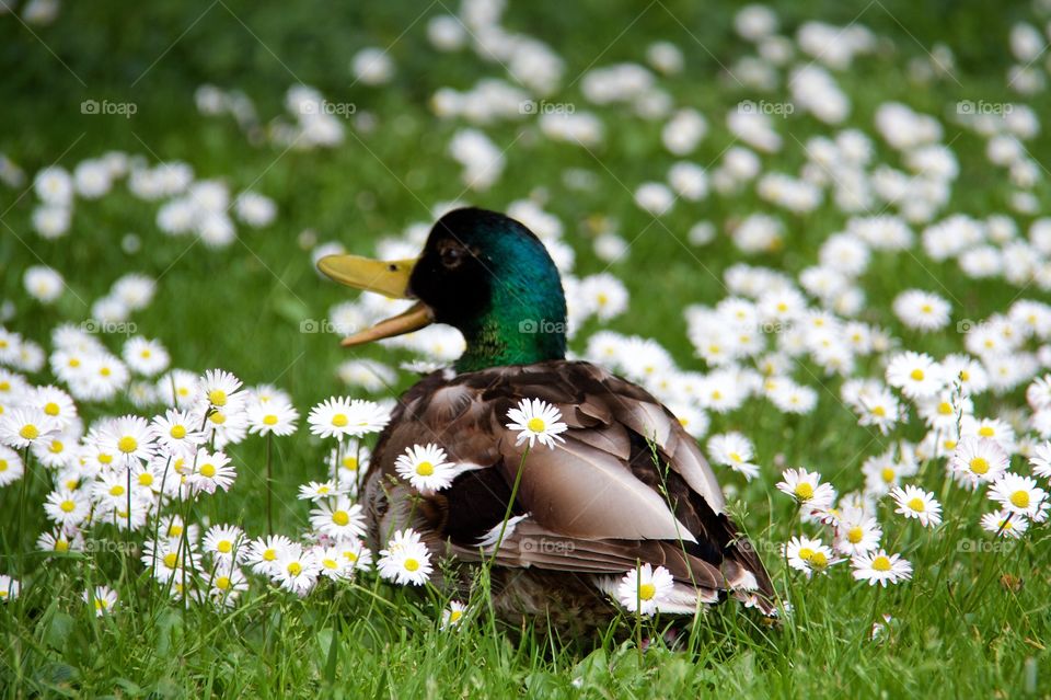 Duck and summer flowers . Duck and summer flowers 
