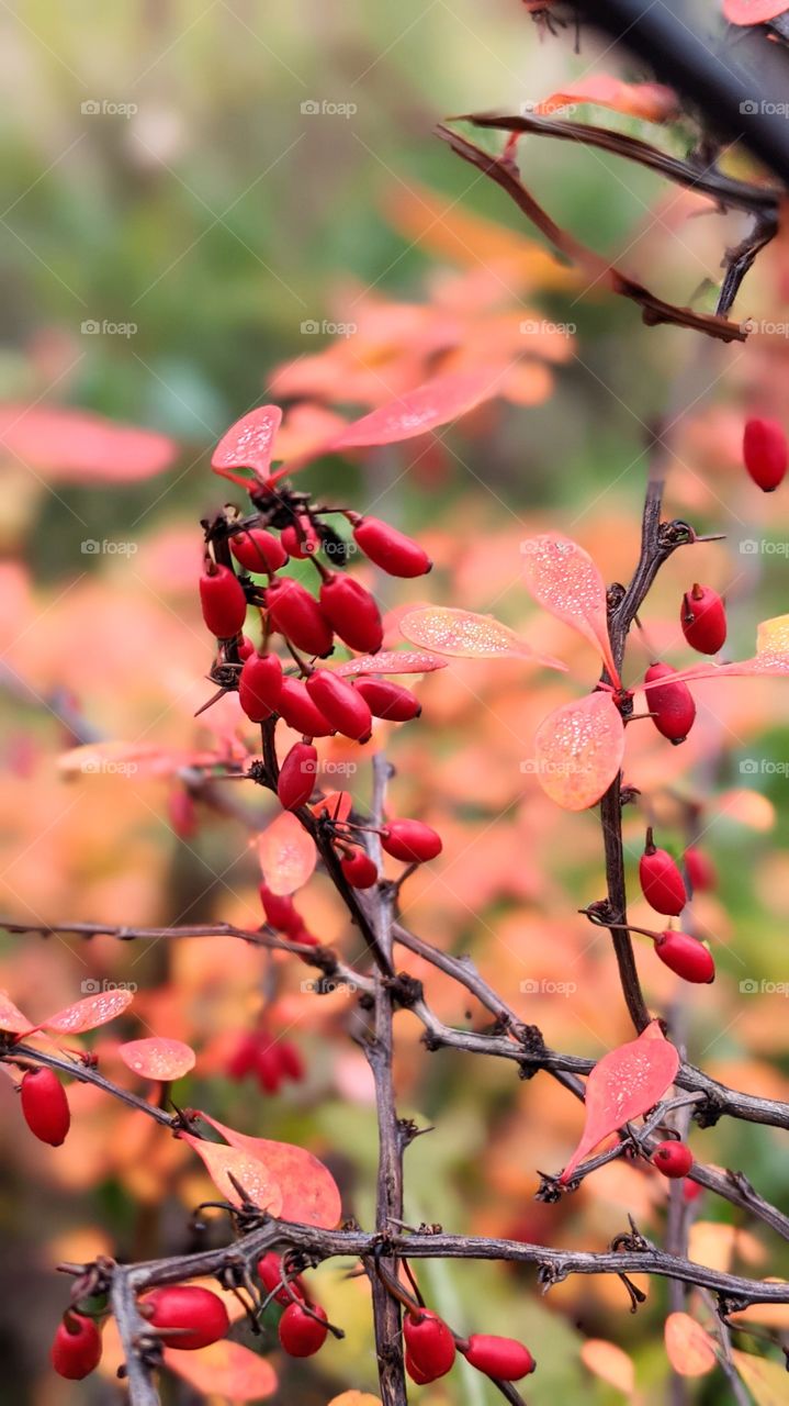 Barberry in autumn