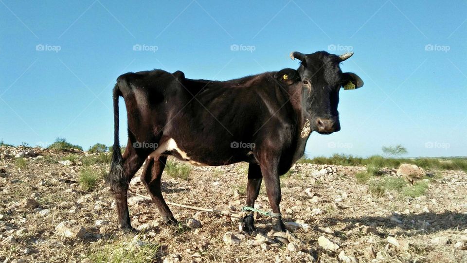 Beautiful black cow looking at camera