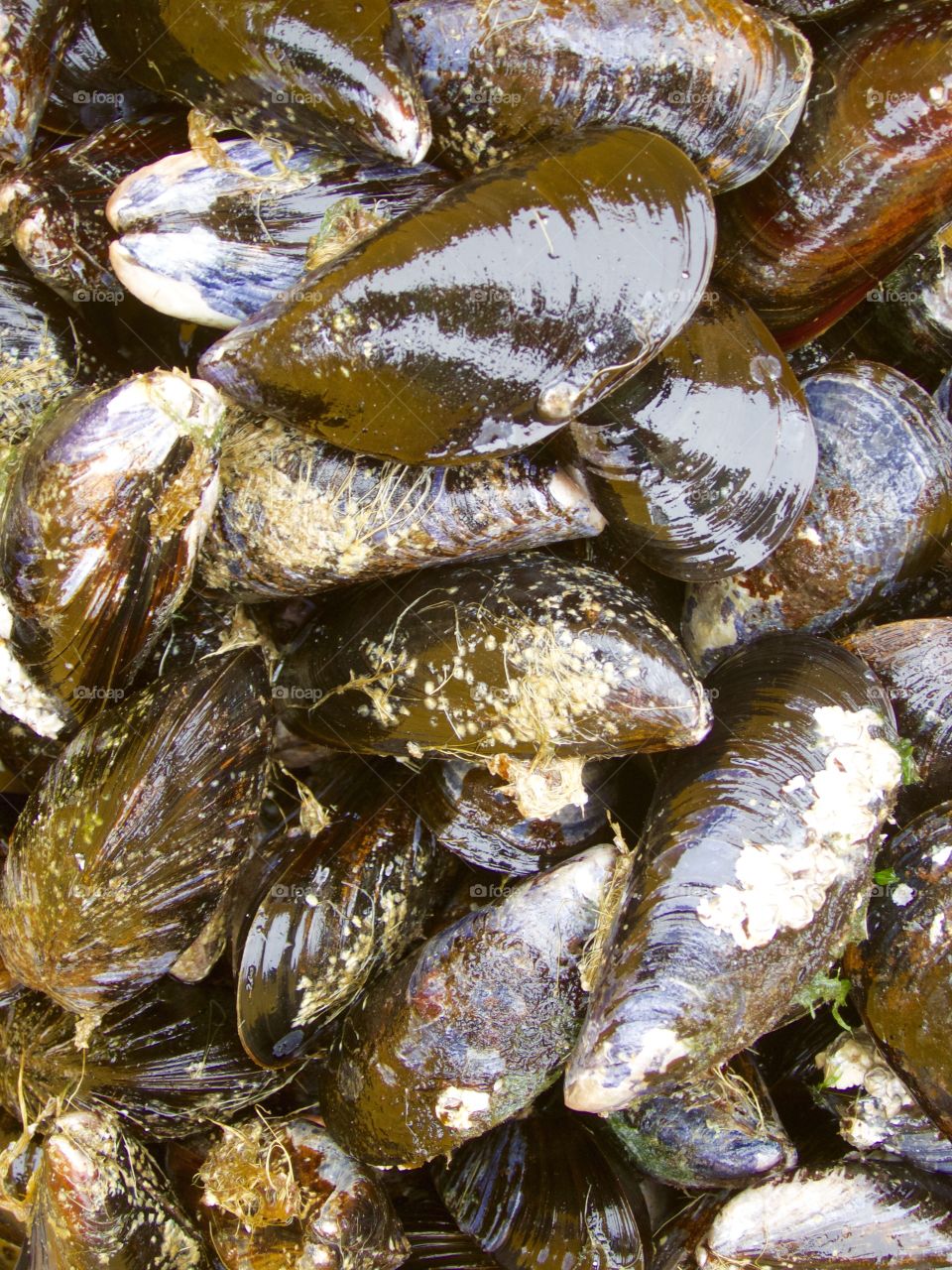 Mussels. Fresh mussels from the ocean. 