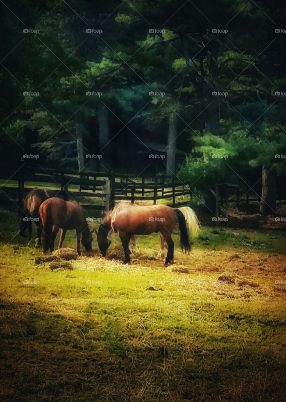 Grazing Horses!