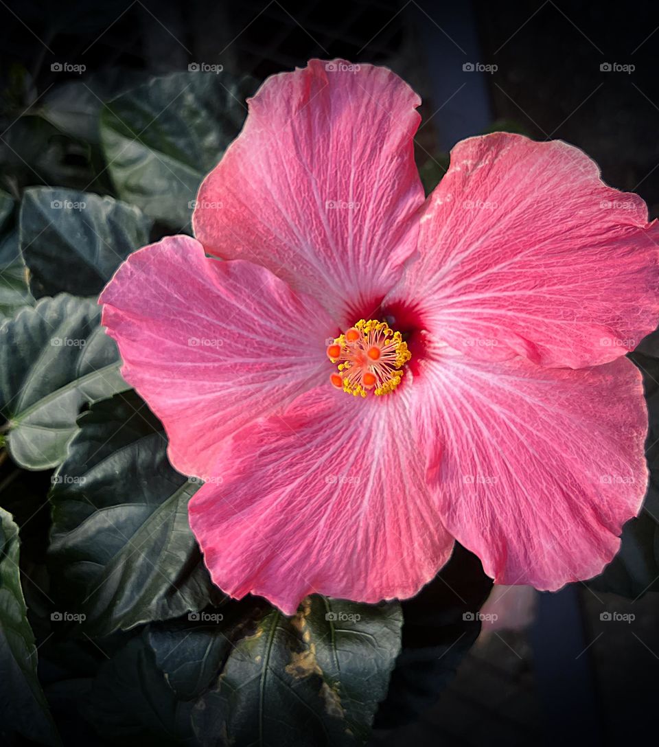 Happy hot pink Hibiscus.