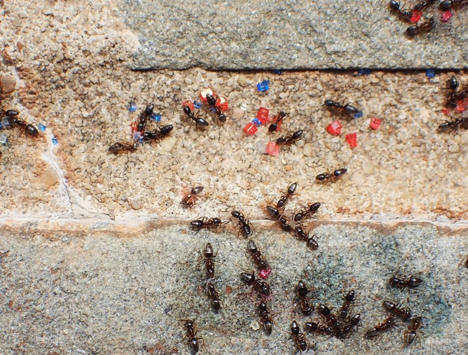 Ants eating colored sugar