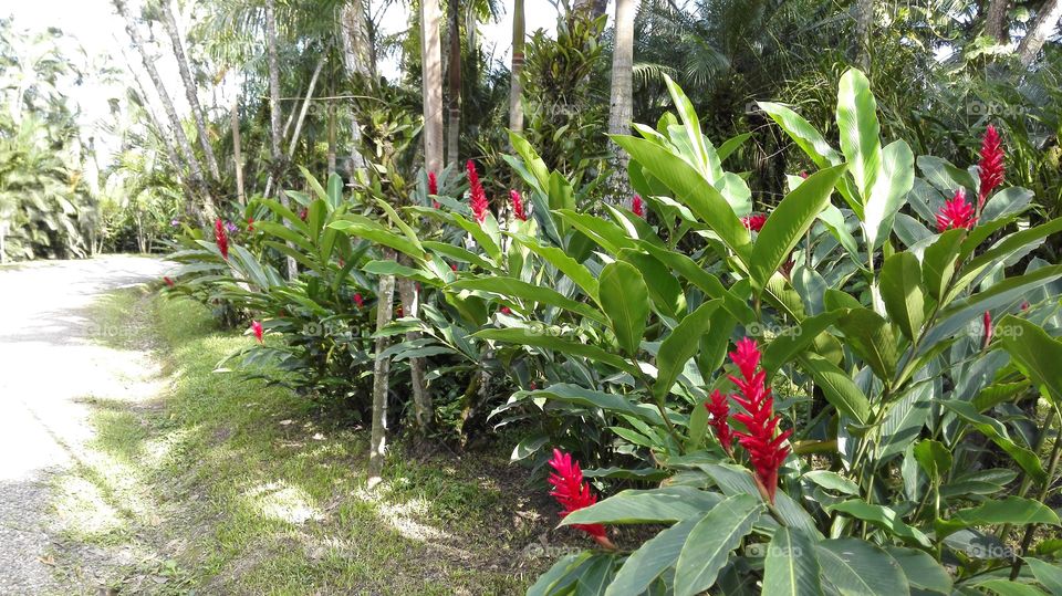Ginger road at Angeli Garden SPS Honduras