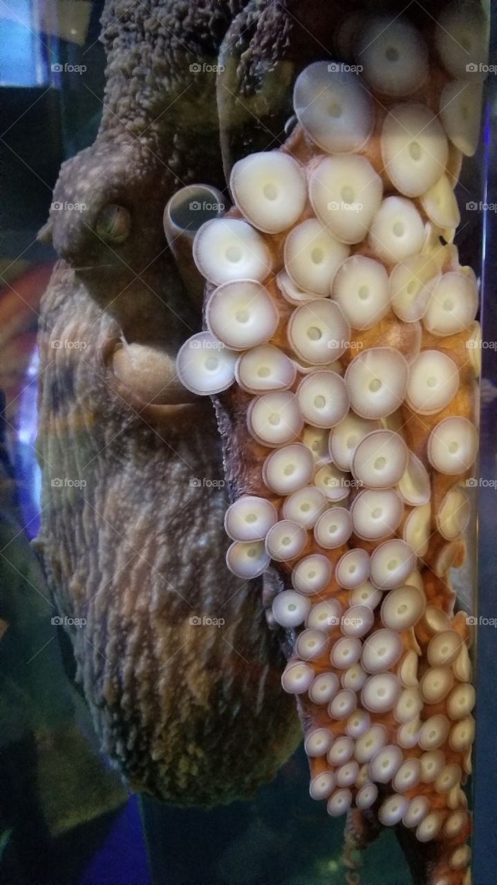 close up octopus
